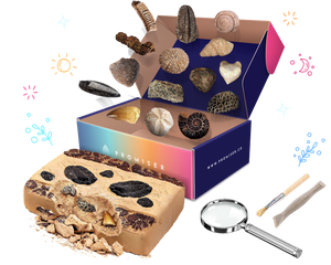 Fossils PromiseBox | Christian STEM Activity Box for Kids | Science Box | Engineering Box | Church Activity | Faith-based Learning | STEAM